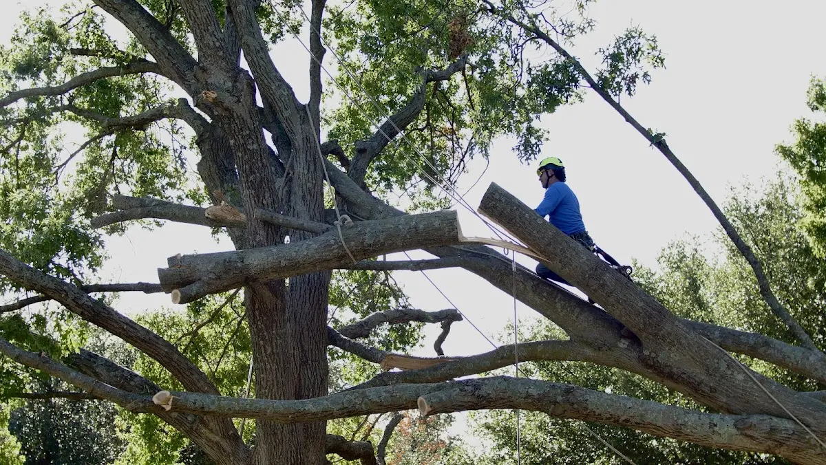 Professional Crown Thinning performed by certified arborists in West Ossipee