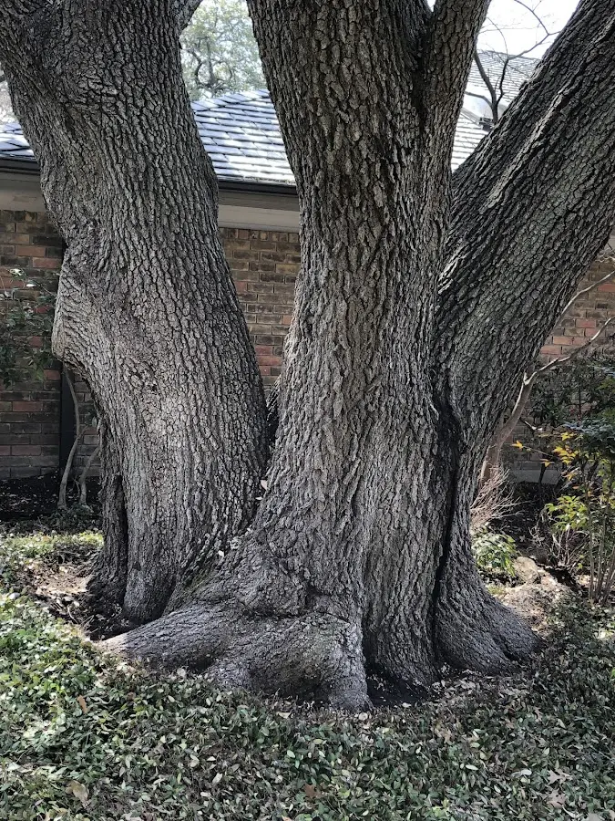 Mature heritage tree close to a West Ossipee property cared for by certified arborists